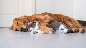 Hund und Katze - © pixabay.com/Bao_5