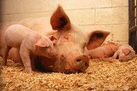 Schweinegesundheitsdienst - © pixabay.com/PublicDomainImages