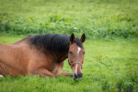 Pferd - © pixabay.de/dendoktoor