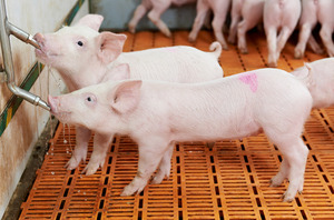 Trinkende Ferkel im Stall - © Kadmy – stock.adobe.com