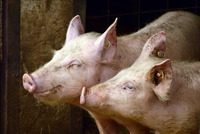 Pigs - © pixabay.com/Peggychoucair