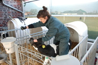 Rindergesundheitsdienst - © Dr. med. vet. Jörg Willig