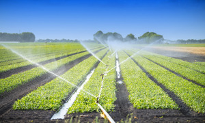 Gießwasser/Beregnungswasser Gartenbau (Bild: egonzitter, fotolia)