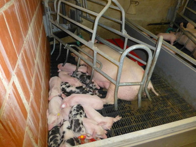 Abferkelstall - © Dr. med. vet. Sylvia Baier