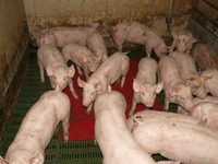Schweinestall - © pixabay.de/Hans