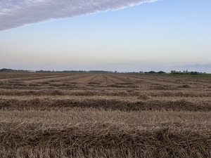 Geernteter Weizenschlag mit Strohschwad - © Laura Theresa Draack