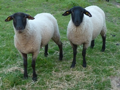 Schwarzkopfschafe - © Dr. med. vet. Friederike Reinecke