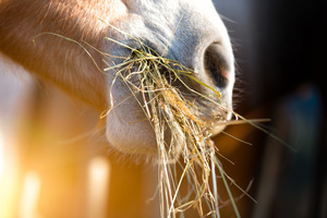 Untersuchung von Futtermitteln für Pferde - © michaelangeloop – stock.adobe.com