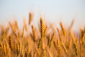 QS-Untersuchungen für Landwirte und landwirtschaftliche Bündler - © schankz – stock.adobe.com