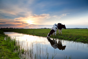 Trinkende Kühe im Sonnenuntergang - © Olha Rohulya – stock.adobe.com