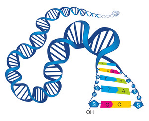 Darstellung einer DNA-Helix - © shutterstock/Soleil Nordic