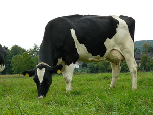 Milchkuh - © Yvonne Konersmann