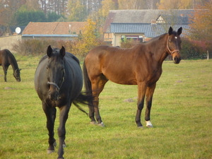 Pferde auf der Weide - © Ulrike Struck