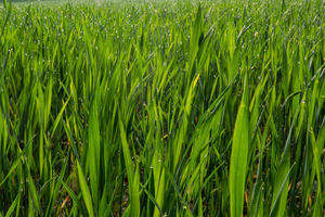 Stimmt die Nährstoffversorgung? - © Dr. Frank Lorenz