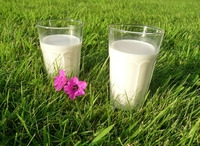 Erfrischungsgetränk Milch - © Heike Willms