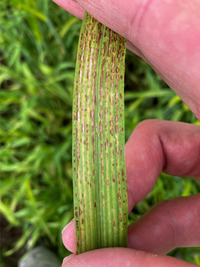 Manganmangel in Wintergerste auf Sandboden aufgrund eines zu hohen pH-Werts - © Dr. Frank Lorenz