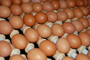 Eier mit dem Insektizid Fipronil belastet