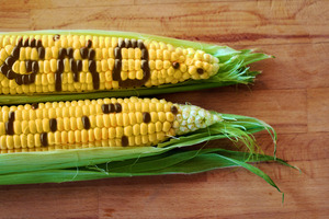 gentechnisch veränderter Mais - © Durch Carlos Amarillo / shutterstock.com